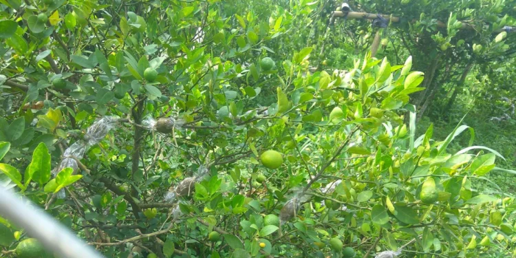 पहिलेको झाडी अहिले कागती बगैँचामा परिणत