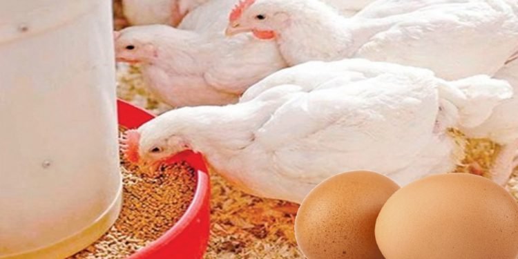 दाना र अण्डाको कारोबार गर्ने किसान दाना उद्योगको व्यापार घट्यो