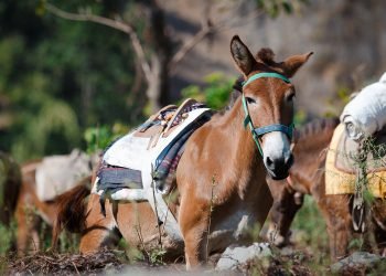 घोडा खच्चडको चरन क्षेत्र बन्यो प्रमुख व्यापारिक केन्द्र