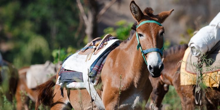 घोडा खच्चडको चरन क्षेत्र बन्यो प्रमुख व्यापारिक केन्द्र