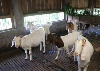 मासु उत्पादनमा अनुदान, घाँस खेती गर्नेलाई प्रोत्साहन