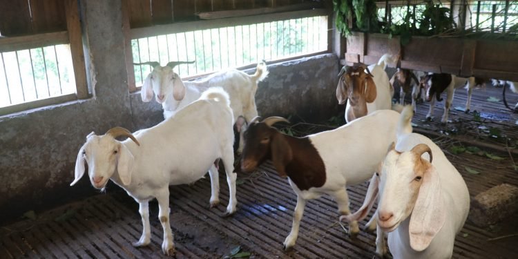 मासु उत्पादनमा अनुदान, घाँस खेती गर्नेलाई प्रोत्साहन