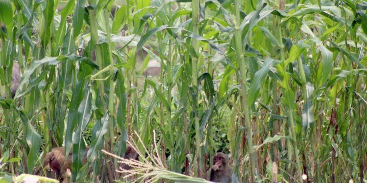 जङ्गली जनावरबाट हैरानी खेप्दै किसान