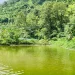 कृषिमा रमाउँदै लाहुरे गुरुङ