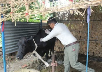 लम्पी स्किनबाट लुम्बिनीमा साढे पाँच हजार बढी पशुको मृत्यु, घट्दै सङ्क्रमण