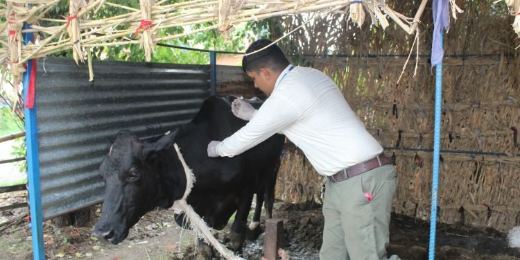 लम्पी स्किनबाट लुम्बिनीमा साढे पाँच हजार बढी पशुको मृत्यु, घट्दै सङ्क्रमण