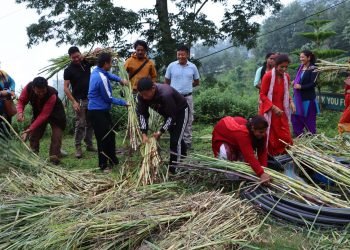 तलब खर्च गरेर नगर उपप्रमुखले बाँडे निःशुल्क घाँसको बिरुवा