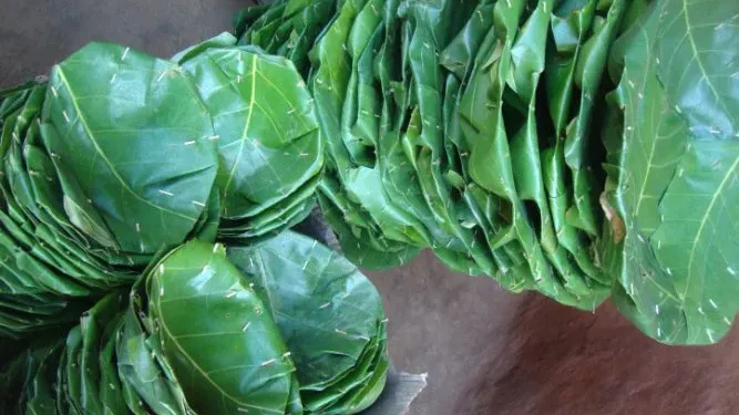 सालको पातले धानेको जीवन