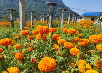 उन्नाइस रोपनी जमिनमा सयपत्री फूलखेती