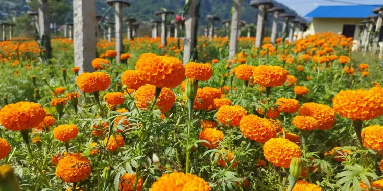 उन्नाइस रोपनी जमिनमा सयपत्री फूलखेती