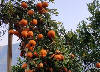 राष्ट्रिय सुन्तला जात अनुसन्धान कार्यक्रमः तेइस वर्षमा ६ अनुसन्धान