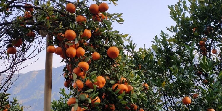 राष्ट्रिय सुन्तला जात अनुसन्धान कार्यक्रमः तेइस वर्षमा ६ अनुसन्धान