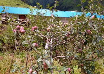स्याउखेतीमा भविष्य खोज्दै बागलुङका किसान