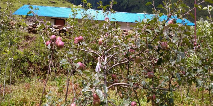 स्याउखेतीमा भविष्य खोज्दै बागलुङका किसान
