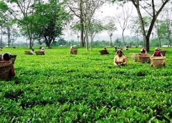 ज्याला वृद्धिको माग गर्दै चिया मजदुरको प्रदर्शन
