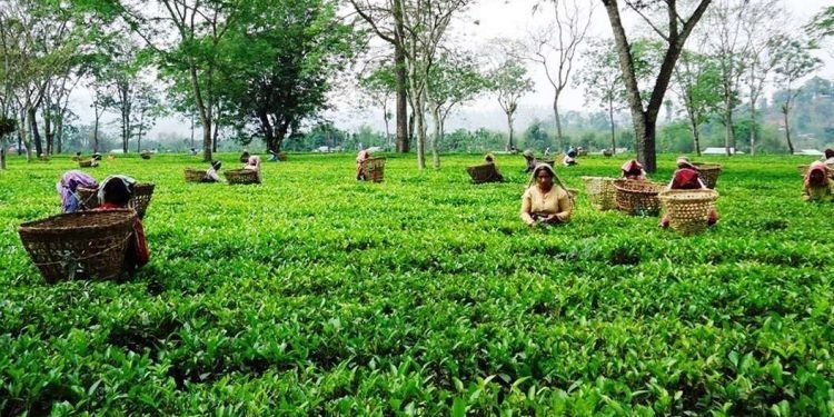 ज्याला वृद्धिको माग गर्दै चिया मजदुरको प्रदर्शन