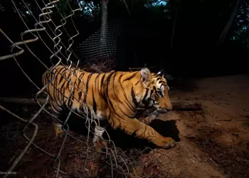 नियन्त्रणमा आएन बस्तीमा देखिएको बाघ
