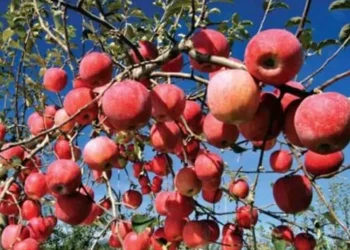 जुम्लाबाट २१ हजार मेट्रिकटन स्याउ निर्यात
