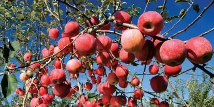 जुम्लाबाट २१ हजार मेट्रिकटन स्याउ निर्यात