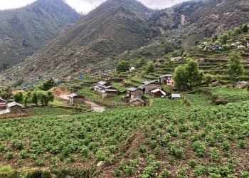 ढोरपाटनको आलुले बजार र मूल्य पाएन, किसान मर्कामा