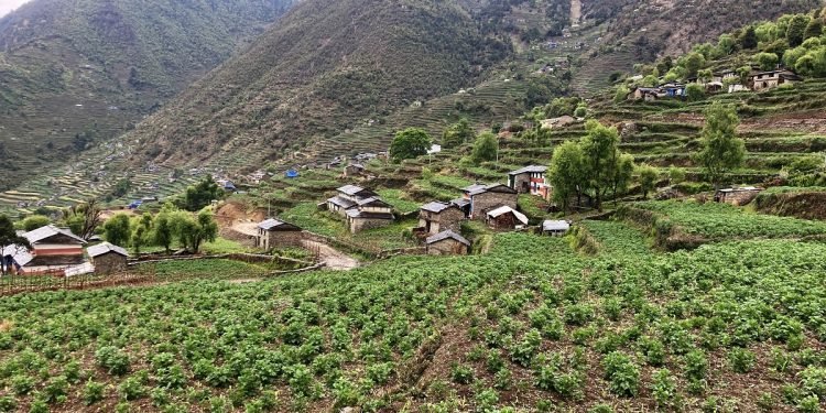 ढोरपाटनको आलुले बजार र मूल्य पाएन, किसान मर्कामा