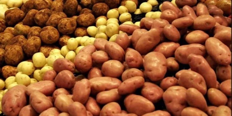 घाटा खाएर आलु बिक्री गर्दै किसान