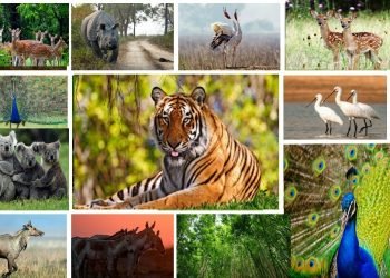 वन्यजन्तुको असफल स्थानान्तरण