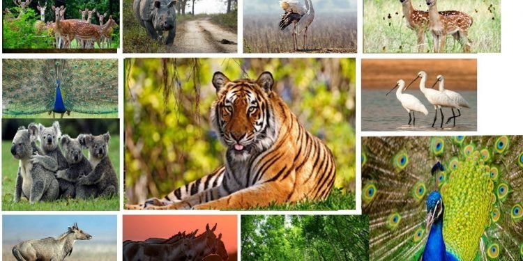वन्यजन्तुको असफल स्थानान्तरण
