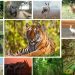 वन्यजन्तुको असफल स्थानान्तरण