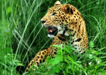 बैतडीमा चितुवाको आक्रमणबाट किशोरी गम्भीर घाइते