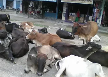 छाडा चौपाया व्यवस्थापनसँगै प्राङ्गारिक मल उत्पादन