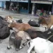 छाडा चौपाया व्यवस्थापनसँगै प्राङ्गारिक मल उत्पादन