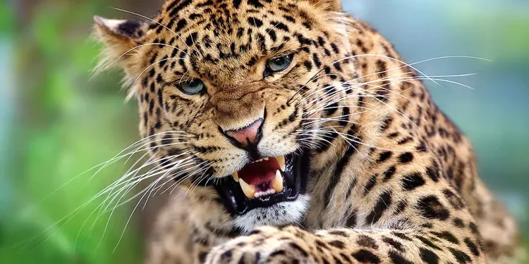 चितुवाको आक्रमणले दुई सय कालिज सखाप