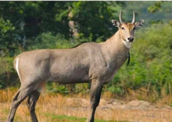 सिरहाको औरहीमा नीलगाई मृत भेटियो
