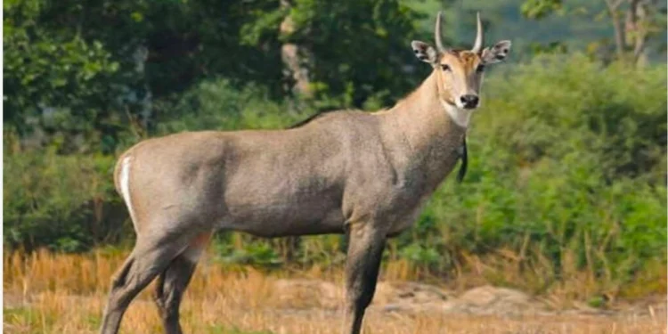 सिरहाको औरहीमा नीलगाई मृत भेटियो