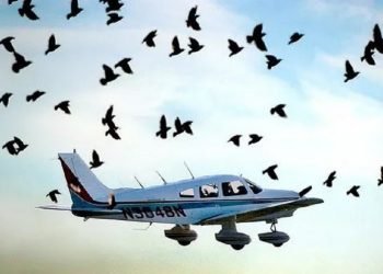 धानबाली जोगाउन ड्रोन र विमानको प्रयोग गरी लाखौं पङ्क्षी मारियो