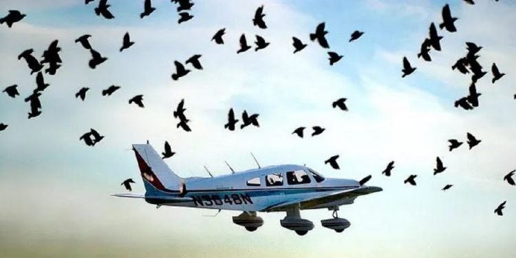 धानबाली जोगाउन ड्रोन र विमानको प्रयोग गरी लाखौं पङ्क्षी मारियो