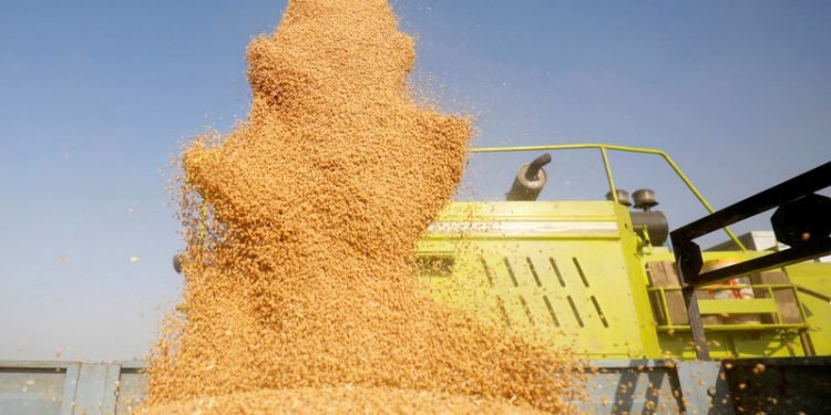 खडेरीका कारण स्पेनले थप गहुँ, मकै र जौ आयात गर्ने