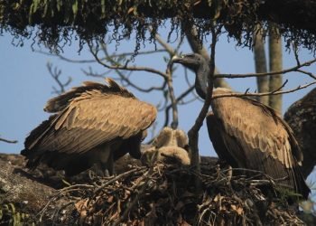 गिद्धका लागि वासस्थान गम्भीर चुनौती बन्दै