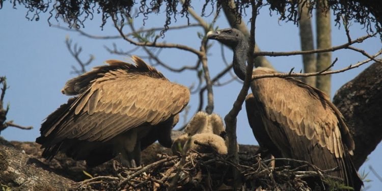 गिद्धका लागि वासस्थान गम्भीर चुनौती बन्दै