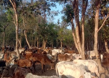 टीकापुर गौशालाले गोबर मल बिक्री थाल्यो