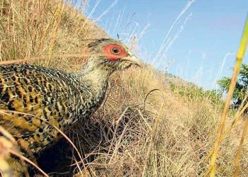 कालीगण्डकी क्षेत्रबाट लोप हुँदै चिर कालिज