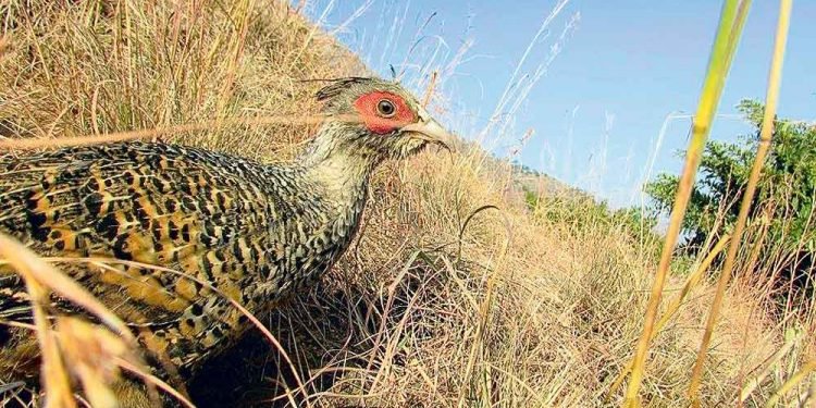 कालीगण्डकी क्षेत्रबाट लोप हुँदै चिर कालिज