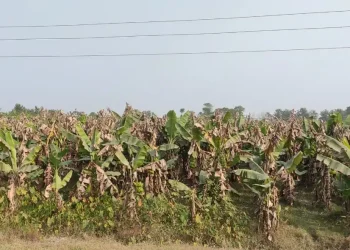 केराखेतीमा रोगको समस्या, किसान चिन्तित