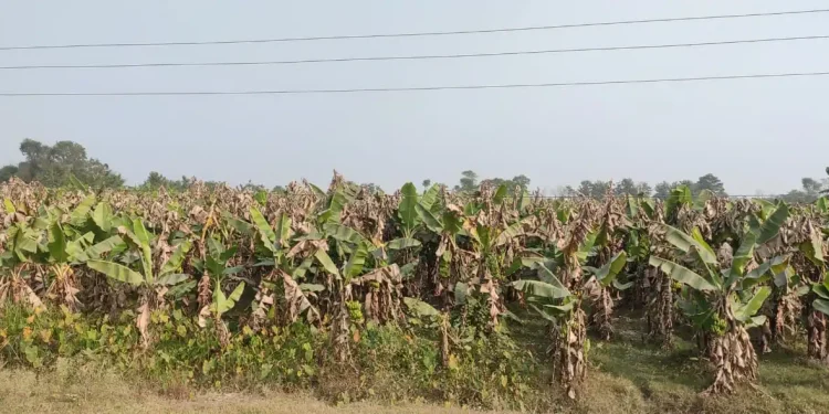 केराखेतीमा रोगको समस्या, किसान चिन्तित
