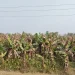 केराखेतीमा रोगको समस्या, किसान चिन्तित