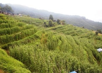 मङ्गलेखानीको सिङ्गो गाउँ आलु र सिमीखेतीमा