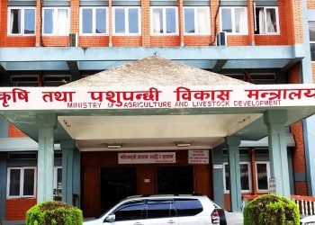 नेपालबाट चीनमा ‘हेलेज’ घाँस निर्यात