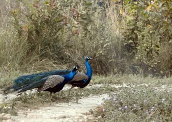 पूर्वाधार र प्रचार–प्रसार नहुँदा कञ्चनपुरको पर्यटकीय क्षेत्र ओझेलमा