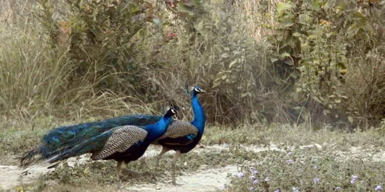 पूर्वाधार र प्रचार–प्रसार नहुँदा कञ्चनपुरको पर्यटकीय क्षेत्र ओझेलमा